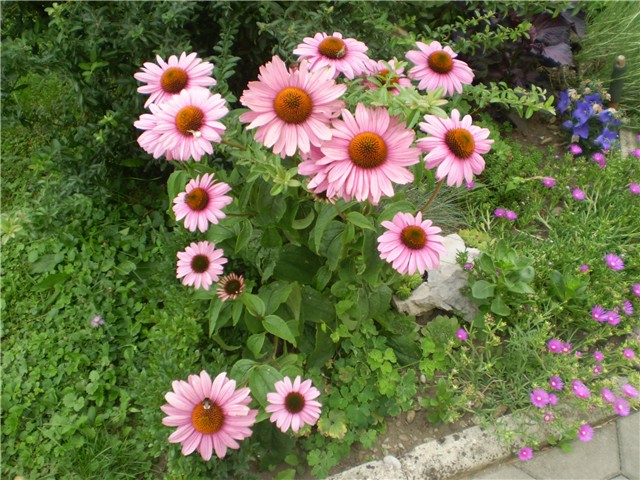 echinacea